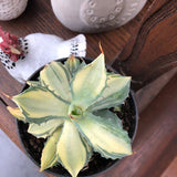 Agave Istmensis mediopicta striata come da foto