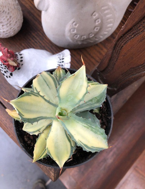 Agave Istmensis mediopicta striata come da foto