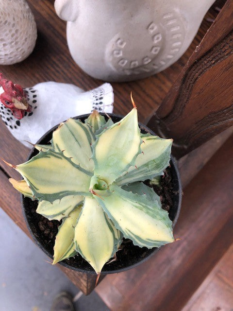 Agave Istmensis mediopicta striata come da foto
