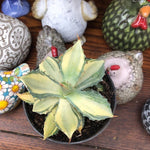 Agave Istmensis mediopicta striata come da foto