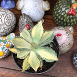 Agave Istmensis mediopicta striata come da foto