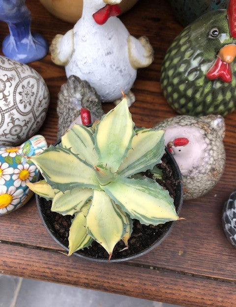 Agave Istmensis mediopicta striata come da foto