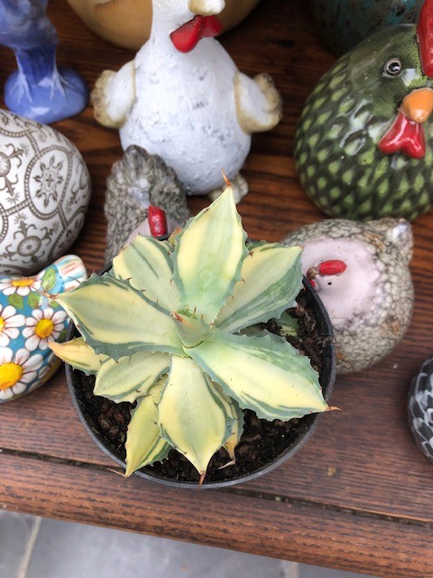 Agave Istmensis mediopicta striata come da foto