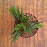 Haworthia viscosa x starkiana