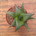 Haworthia tessellata venosa