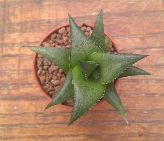 Haworthia tessellata venosa