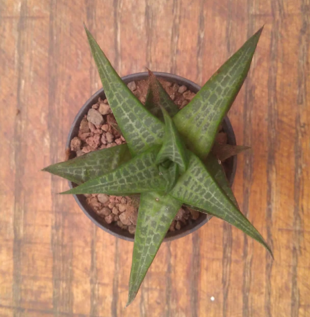 Haworthia tessellata dentellata