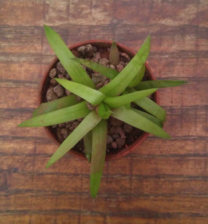 Haworthia asperula