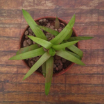 Haworthia asperula