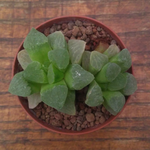 Haworthia Mutica rosea
