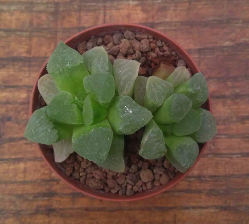 Haworthia Mutica rosea