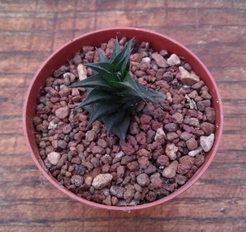 haworthia outshoorm