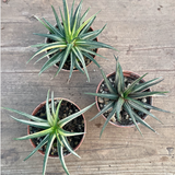 Haworthia radula variegata