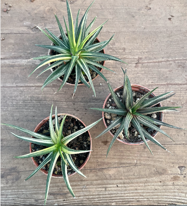 Haworthia radula variegata