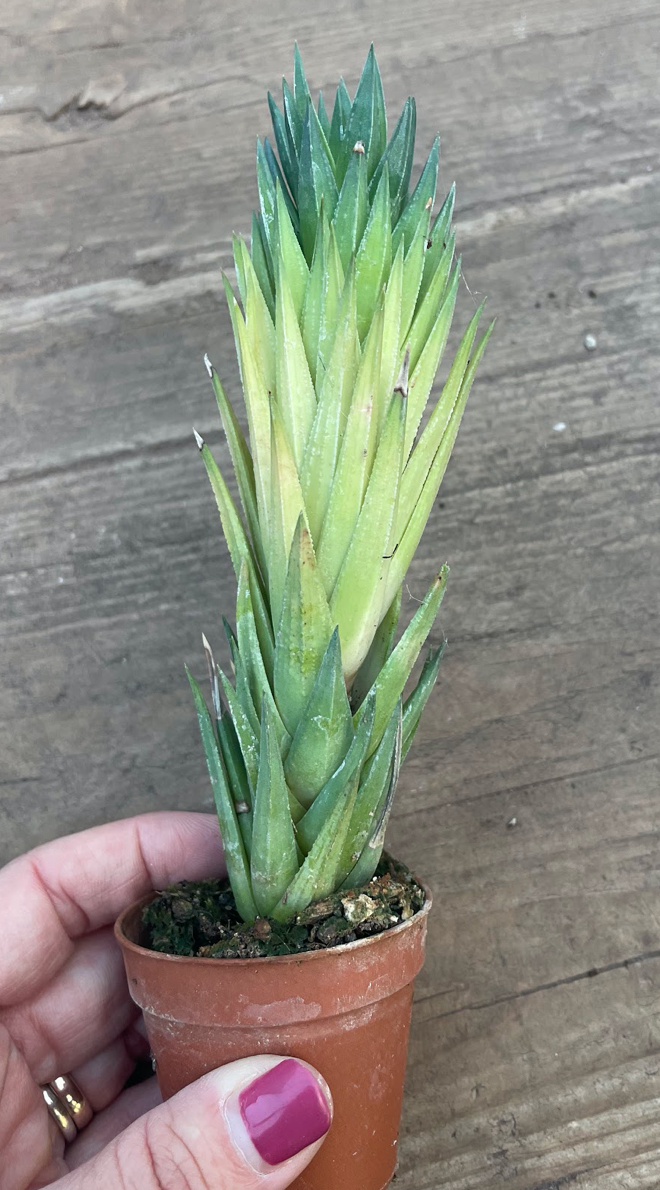 Haworthia glauca