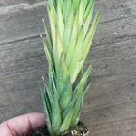 Haworthia glauca