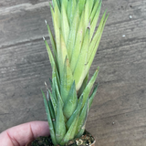 Haworthia glauca