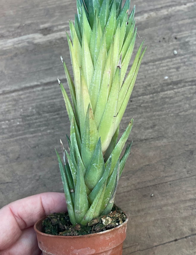 Haworthia glauca
