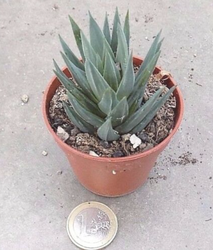 Haworthia glauca