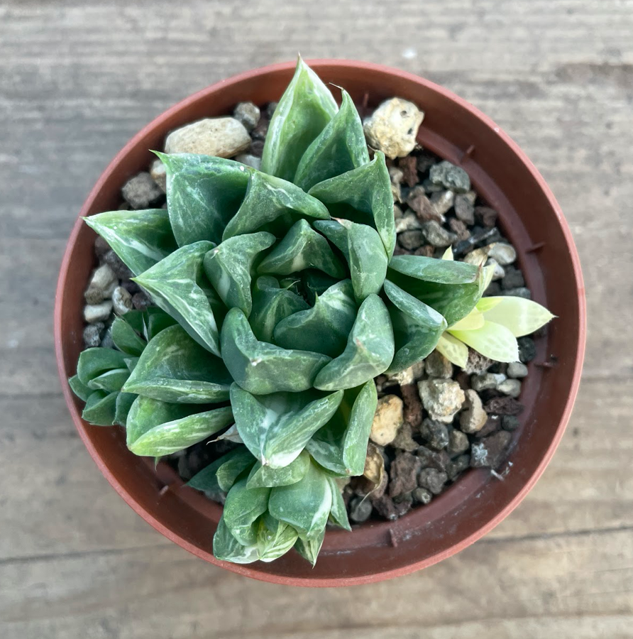 Haworthia cuspidata variegata