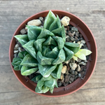 Haworthia cuspidata variegata