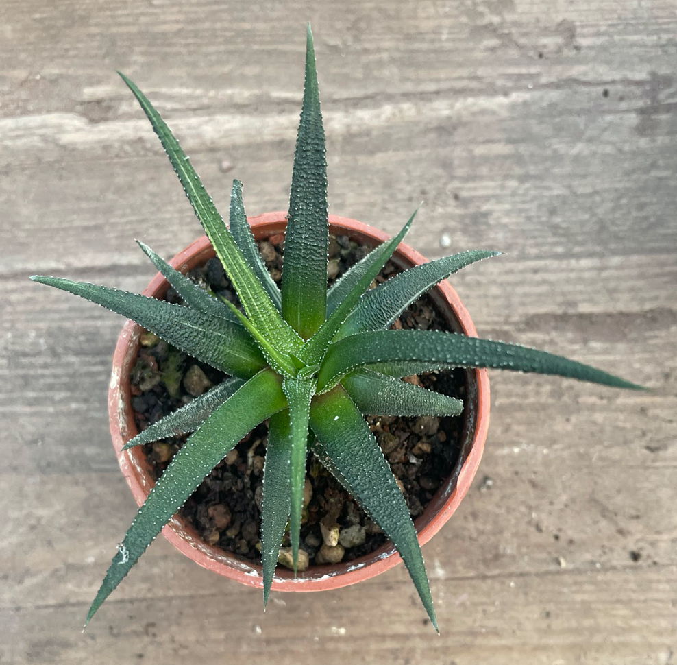 Haworthia attenuata