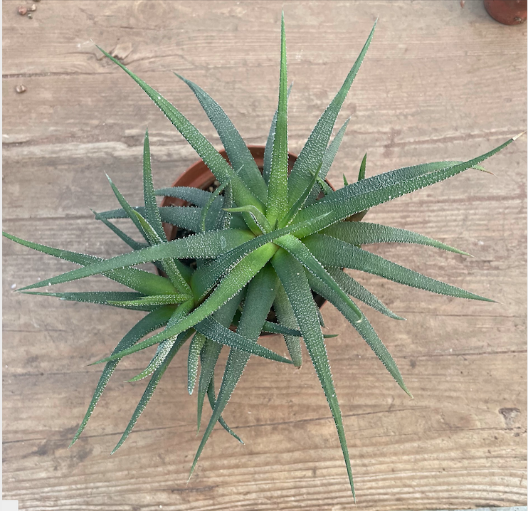 Haworthia attenuata