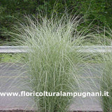 Miscanthus Morning Light vaso 9