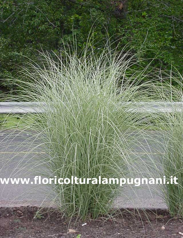 Miscanthus Morning Light vaso 9