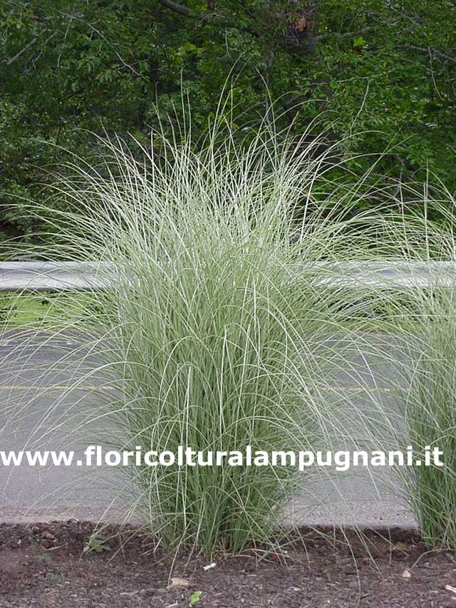 Miscanthus Morning Light vaso 9