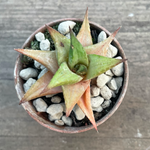 Haworthia Limifolia Keithii