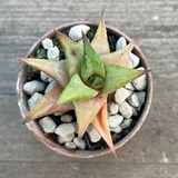 Haworthia Limifolia Keithii
