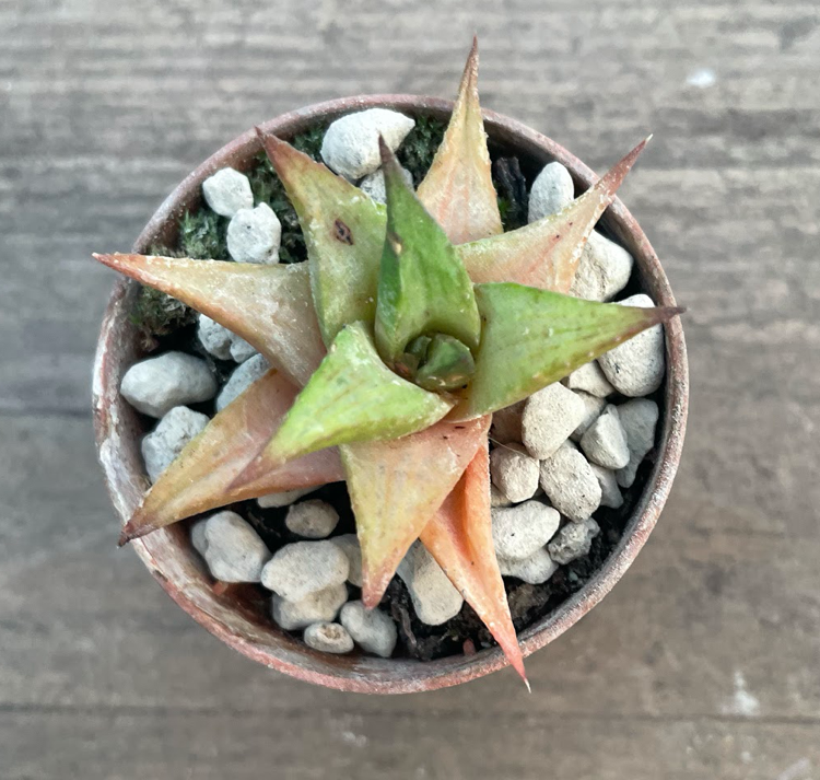 Haworthia Limifolia Keithii