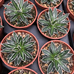 Agave filifera compacta