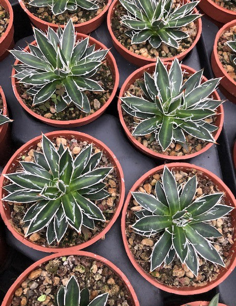 Agave filifera compacta