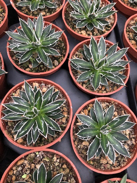 Agave filifera compacta