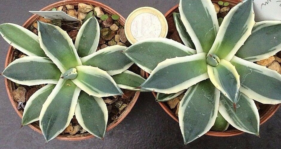 Agave Parryi applanata variegata cm. 10/12