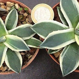 Agave Parryi applanata variegata cm. 10/12