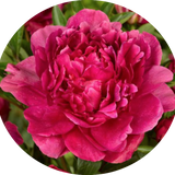 Paeonia Lactiflora Kansas