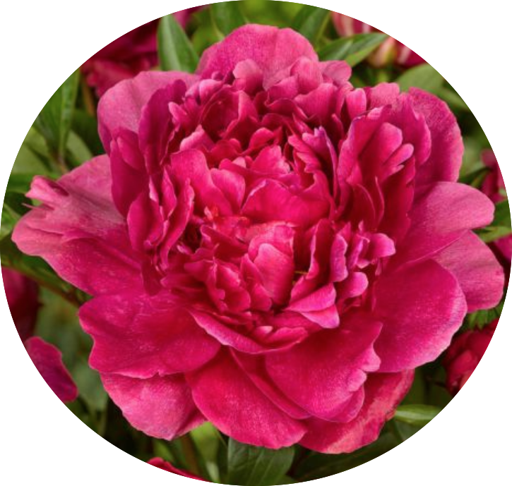 Paeonia Lactiflora Kansas