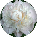 Paeonia Lactiflora Gardenia