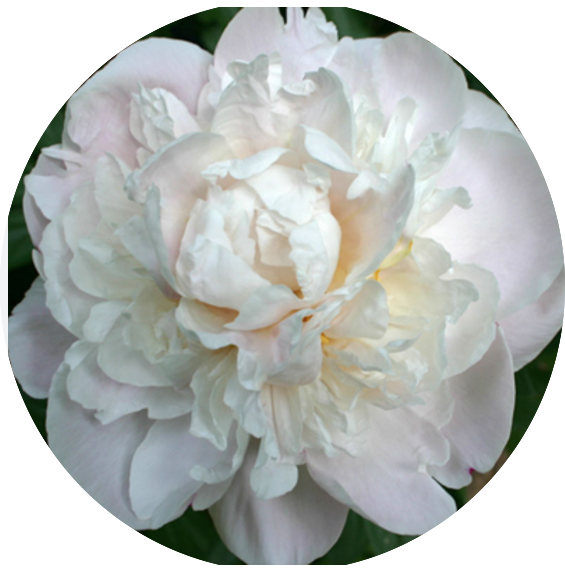 Paeonia Lactiflora Gardenia
