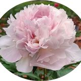 Paeonia Lactiflora Alertie