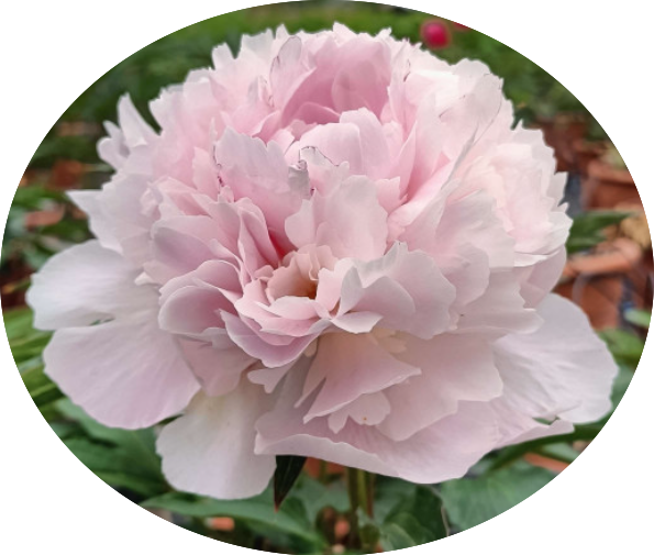 Paeonia Lactiflora Alertie