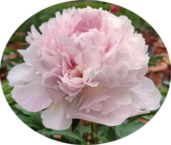 Paeonia Lactiflora Alertie