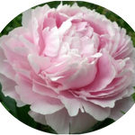 Paeonia Lactiflora Alertie