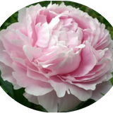 Paeonia Lactiflora Alertie