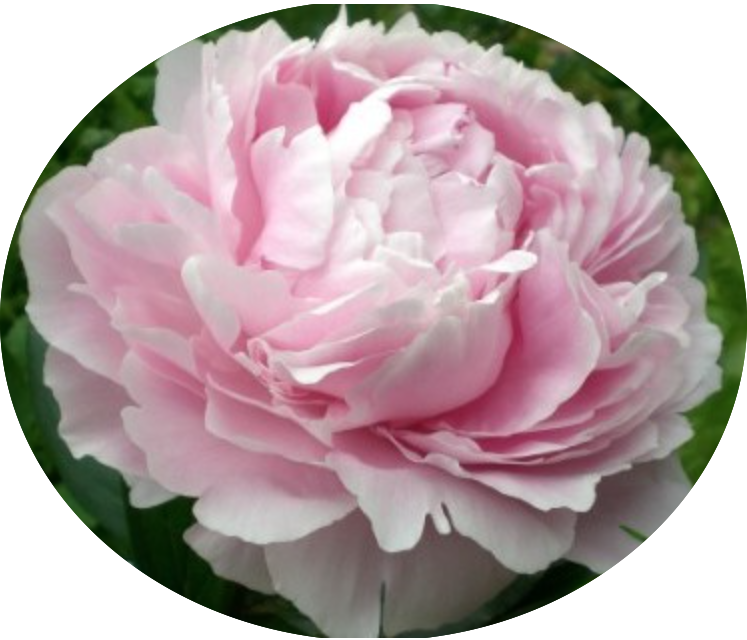Paeonia Lactiflora Alertie