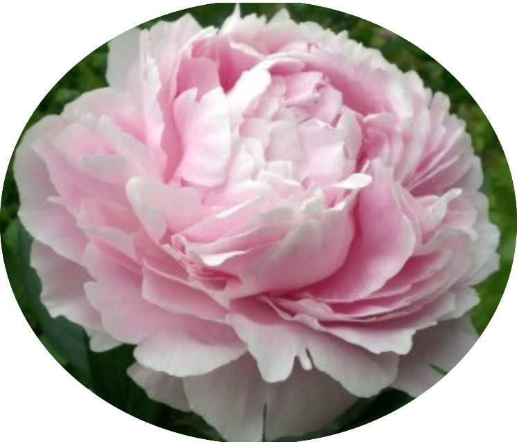 Paeonia Lactiflora Alertie