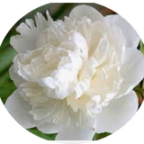 Paeonia Lactiflora Duchesse de Nemours
